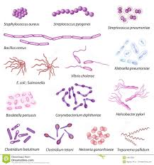 cells kids discover microbiology medical science medical laboratory science medical laboratory science
