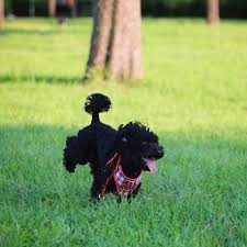 Hi@exo.pet | cybre.space | discord: Theqoo Chanyeol And Kyungsoo S Pet Netizens On Exo