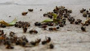 But, seeing some dead bees in the snow in front of your hive is no cause for alarm. It Took 50 000 Dead Bumble Bees Bee Culture
