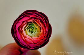 Gumpaste Ranunculus Tutorial Im Topsy Turvy Sugar Flowers Tutorial Fondant Flowers Gum Paste Flowers