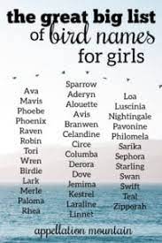 Zayliah, zayli, zayla, zayley, zaylei. The Great Big List Of Bird Names For Girls Appellation Mountain