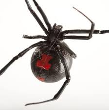 One unit of antivenin will neutralize one average mouse lethal dose of black widow spider venom when the antivenin and the venom are injected simultaneously in mice under suitable conditions. Is There A Long Term Effect From A Black Widow Bite Quora