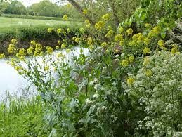 Image result for Brassica rapa