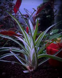 Image result for Eriocaulon buchananii