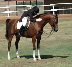 An expression critical of committees — or by analogy. Riding Horse Wikipedia