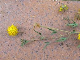 Image result for Lotononis bainesii