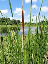 Image result for Typha capensis