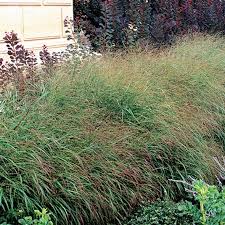 Image result for Panicum novemnerve