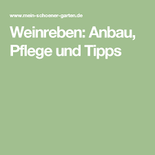 Tafeltrauben Aus Eigenem Anbau Waldreben Weinrebe Trauben