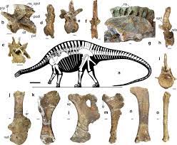 Pin On Extinct Or Highly Endangered