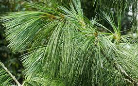 Free shipping on orders over $99 with arrive alive guarantee from the tree center. Ultimate Guide To Identify A White Pine