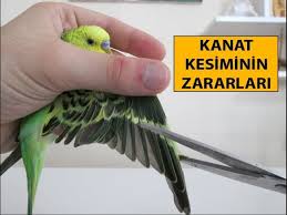 Kuslarda Kanat Kesimi Ve Zararlari Youtube