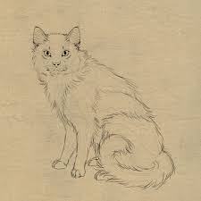 How To Draw Animals Cats And Their Anatomy Animal sketches art drawings sketches animal drawings realistic drawings of animals cool drawings cat drawing tutorial drawing base cat anatomy | tumblr. how to draw animals cats and their anatomy