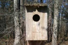 And nearly drove the wood skirt into extinction by. Wood Duck Nesting Box Spring Maintenance Tips Bass Pro Shops