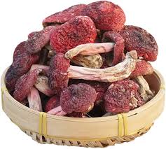 Image result for Russula sp