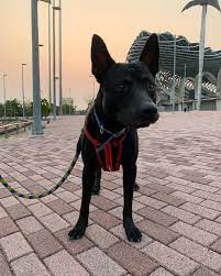 每日跑跑 週末 鬆獅犬 米克斯 愛 台灣土狗 台灣犬 浪浪 浪浪別哭 可愛 開心 nice chowchow adoptdontshop rescuedog 每日跑跑