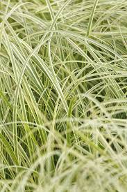 Image result for Centrostachys aquatica