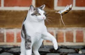 اقرأ تفسير حلم القطط والفئران في المنام لابن سيرين بالتفصيل موقع مصري