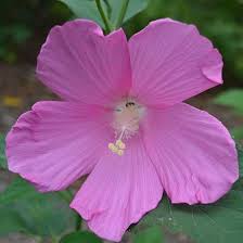 Image result for Hibiscus mechowii