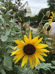 Sunflower Capitol Dome Flower Photos Plants Flowers