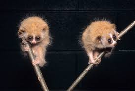 Primate Facts Pygmy Slow Loris Babies By David Haring While