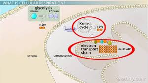 cellular respiration in mitochondria