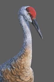 Explore the sandhill crane's wetland world. Sandhill Crane Canvas Art By Mikhail Vedernikov Icanvas