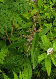 Image result for Sphenocleaceae