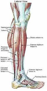 Most tendon injuries occur near joints, such as the shoulder, elbow, knee, and ankle. Leg Muscle And Tendon Diagram Google Search Leg Muscles Anatomy Human Anatomy And Physiology Muscle Anatomy