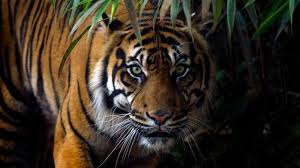 Bermain dengan angka harimau 2d 3d 4d sungguh sangat menyenangkan, apalagi mengetahui rahasia dari buku mimpi 4d macan atau erek erek harimau 4d, ada juga erek erek harimau 2d. Arti Mimpi Dikejar Harimau Pertanda Buruk Namun Berbeda Jika Dikejar Hewan Buas Lainnya Tribun Jateng