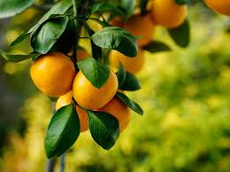 Photosynthesis is not only beneficial to plants as it produces food for them, but also stores excess energy in fruits, leaves, stems, and sometimes even roots. Okitsu Satsuma Mandarin Tree For Sale Online The Tree Center