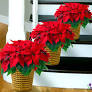 poinsettia facts from www.1800flowers.com