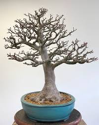 Check spelling or type a new query. Refining A Japanese Maple Bonsai By Transplanting Valavanis Bonsai Blog
