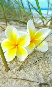 Pin On Frangipani