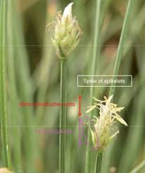 Image result for Courtoisina assimilis