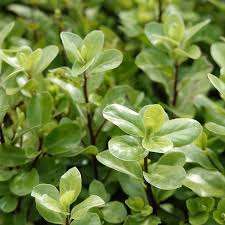 Image result for Pittosporum tenuifolium