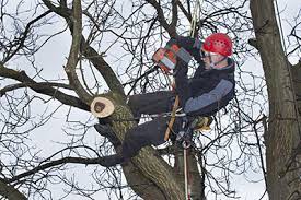 Maybe you would like to learn more about one of these? Tree Trimming Time Boerne Tx Boerne Tree Service Pros