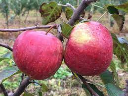Drummers carries fruit trees, fruiting shrubs, and also small fruits like grapes, gooseberries, and honeyberries. Kronebusch Apple On P 18 Cummins Nursery Fruit Trees Scions And Rootstocks For Apples Pears Cherries Plums Peaches And Nectarines