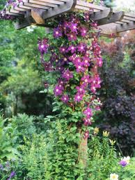 14 Beautiful Perennial Vines That Will Take Your Garden To New Heights Climbing Clematis Flowering Vines Best Perennials