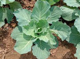 best-farming-ideas-in-kenya, farming-ideas-in-kenya, most-profitable-farming-in-kenya.