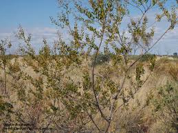 Image result for Dictyophleba