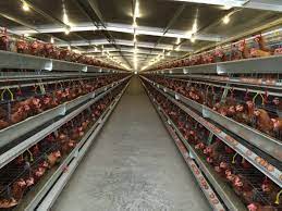 Maybe you would like to learn more about one of these? 5 Manfaat Ternak Ayam Petelur Tanpa Kandang Dan Kerugiannya