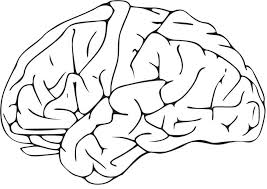 Anatomy coloring book coloring sheets coloring books coloring pages learn meaning holland brain structure brain facts psychology. Coloring Page Brain Free Printable Coloring Pages Img 16581
