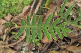 Image result for Pleopeltis