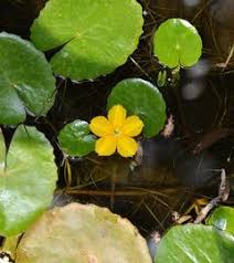 Image result for Nymphoides forbesiana