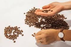 How are coffee beans sorted in a selective roastery? :: Green ...
