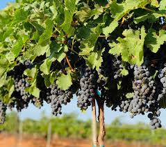 Check spelling or type a new query. Grape Varietals In Texas Reddy Vineyards