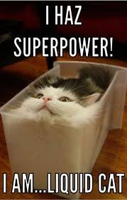 Maybe you would like to learn more about one of these? Kitten Memes 2020 Novocom Top