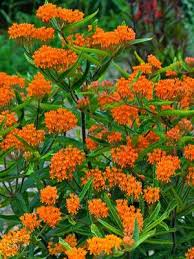 Image result for Asclepias palustris