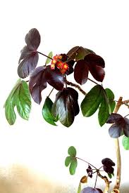 Image result for Jatropha gossypiifolia